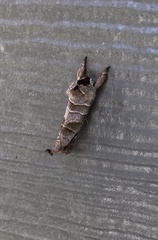 Clostera albosigma