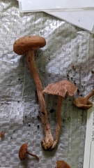 Laccaria vinaceoavellanea