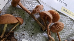 Laccaria vinaceoavellanea