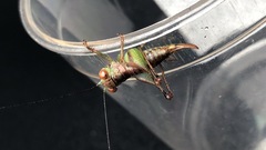 Lipotactes virescens