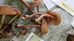 Laccaria vinaceoavellanea