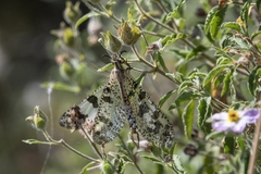 Palpares libelluloides