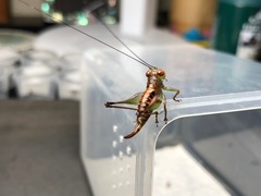 Lipotactes virescens