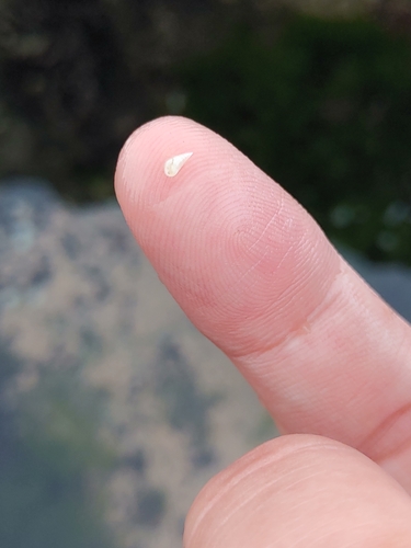 Melanella cumingii observed 2022-06-19