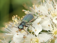 Cordylepherus viridis