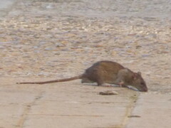 Rattus norvegicus