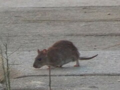 Rattus norvegicus