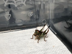 Lipotactes virescens