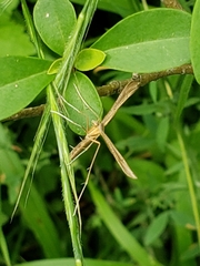 Stenoptilia pterodactyla