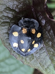 Cyrtonota