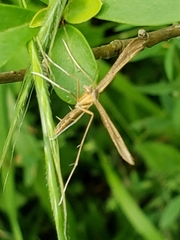 Stenoptilia pterodactyla