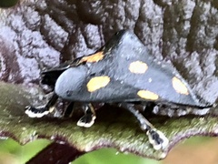 Cyrtonota