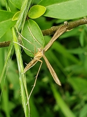 Stenoptilia pterodactyla