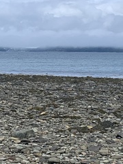 Somateria mollissima