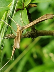 Stenoptilia pterodactyla