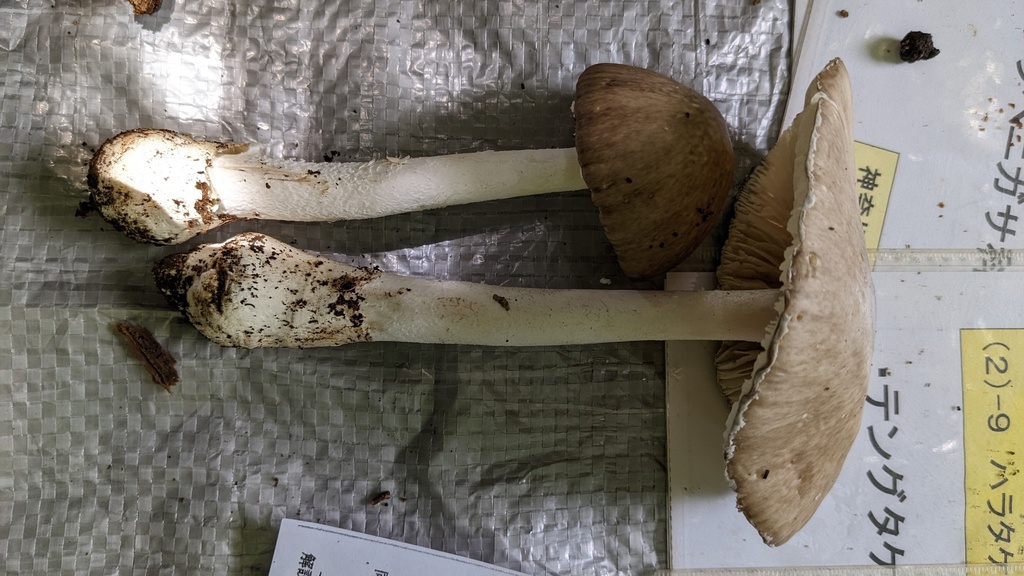 Amanita pseudoporphyria · June 2022 · photo: © atsushi_nakajima_cirque (iNaturalist, cc-by)