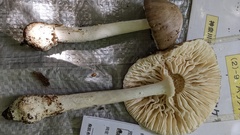 Amanita pseudoporphyria