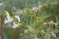 Astragalus tenellus