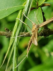 Stenoptilia pterodactyla