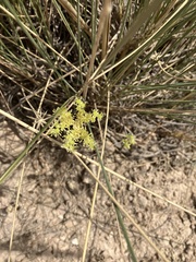 Petrosedum sediforme