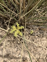 Petrosedum sediforme