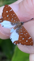 Ithomiola nepos