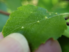 Eriophyes leionotus