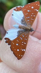 Ithomiola nepos