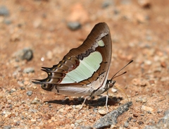 Polyura agraria