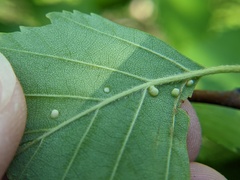 Eriophyes leionotus