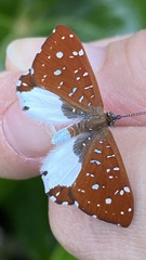Ithomiola nepos