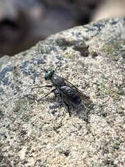 Atomosia melanopogon