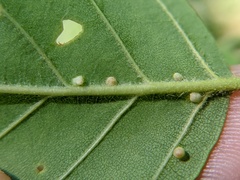 Eriophyes leionotus
