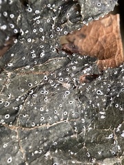 Paramyrothecium roridum