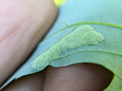 Eriophyes aceris