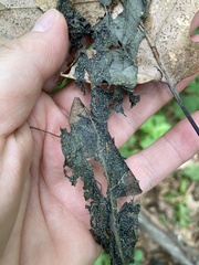 Paramyrothecium roridum