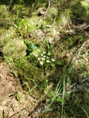 Conopodium