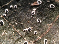 Paramyrothecium roridum