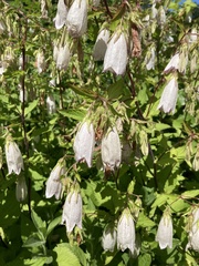 Campanula punctata