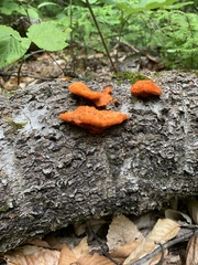 Trametes cinnabarina