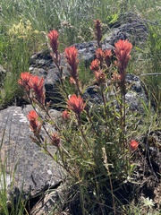 Castilleja hispida acuta