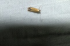 Coptotriche marginea