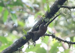 Sundasciurus jentinki