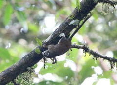 Sundasciurus jentinki