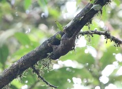 Sundasciurus jentinki