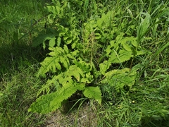 Cirsium oleraceum