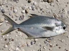 Trachinotus carolinus