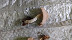 Coprinopsis cineraria