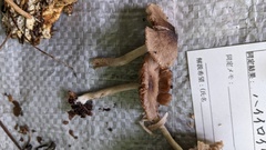 Coprinopsis cineraria