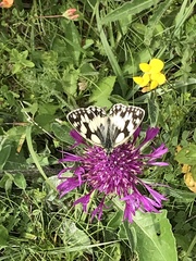 Melanargia galathea